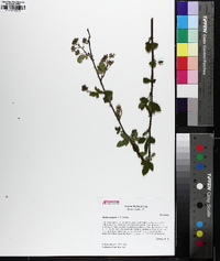 Rubus argutus image