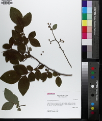 Vaccinium fuscatum image