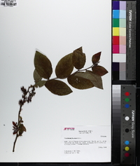 Vaccinium fuscatum image