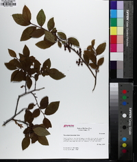 Vaccinium fuscatum image