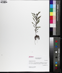 Ludwigia linearis image