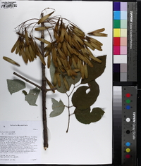 Fraxinus biltmoreana image