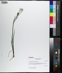 Sisyrinchium nashii image