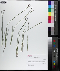 Sisyrinchium atlanticum image