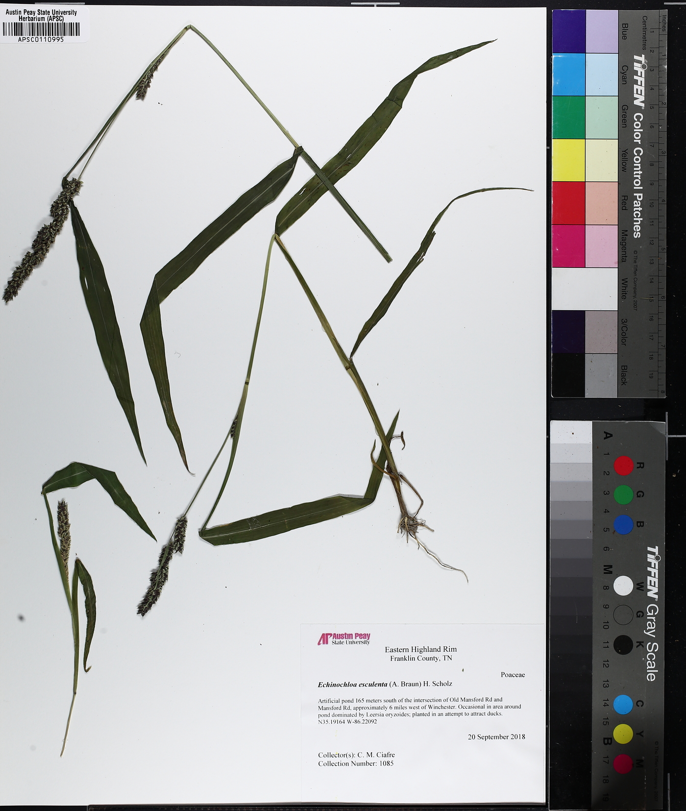 Echinochloa esculenta image