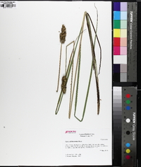 Carex oklahomensis image