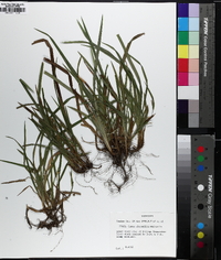 Carex abscondita image