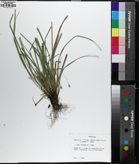 Carex willdenowii image