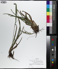 Carex glaucodea image