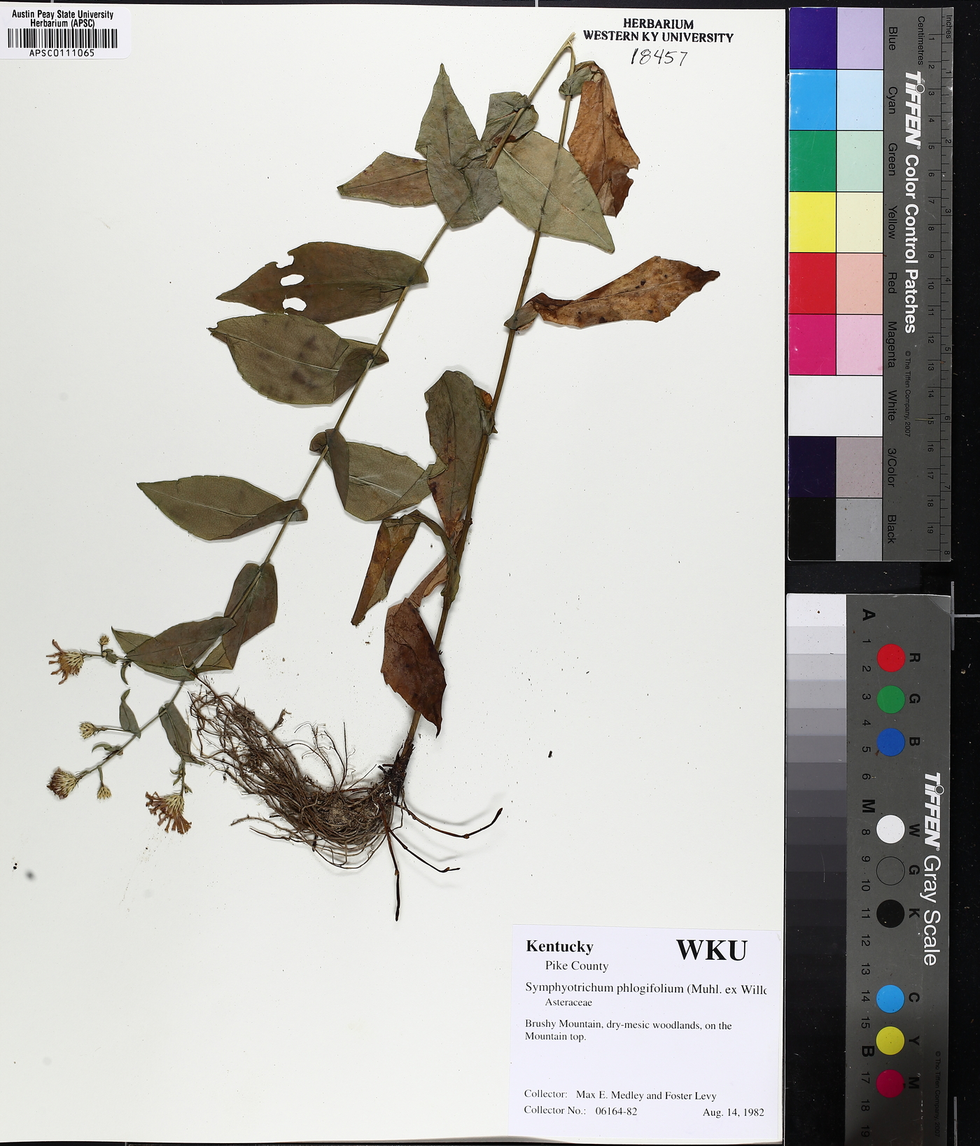 Symphyotrichum phlogifolium image