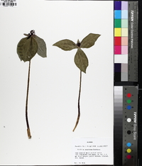 Trillium stamineum image