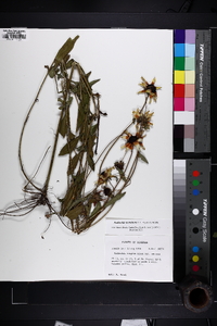 Rudbeckia acuminata image