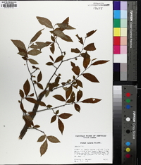 Ulmus alata image