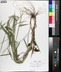 Urochloa platyphylla image