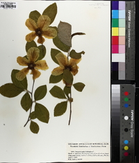 Stewartia malacodendron image