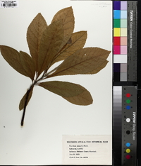 Franklinia alatamaha image