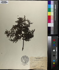 Chamaecyparis thyoides image