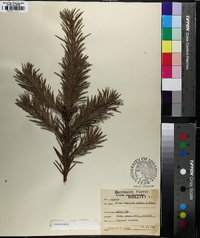 Abies concolor image