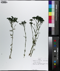 Polygala ramosa image