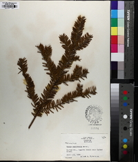 Taxus canadensis image