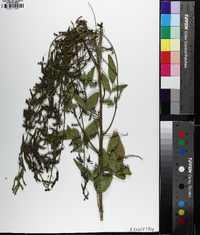 Desmodium tortuosum image