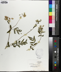 Polemonium reptans image