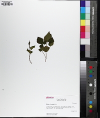 Rubus argutus image
