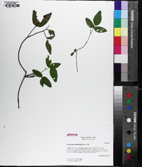 Desmodium glabellum image