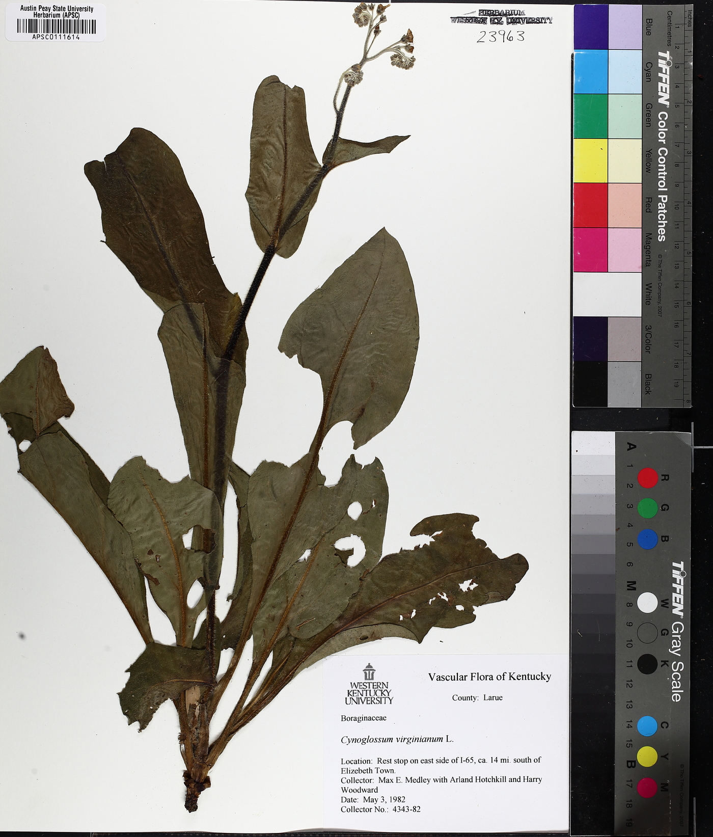 Andersonglossum virginianum image