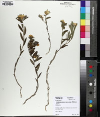 Lithospermum canescens image