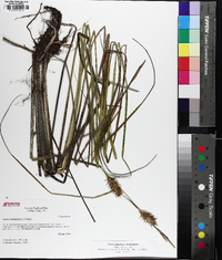 Carex gigantea image