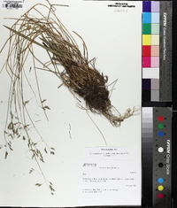 Poa cuspidata image