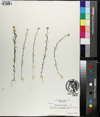 Polygala curtissii image