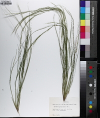 Aristida virgata image