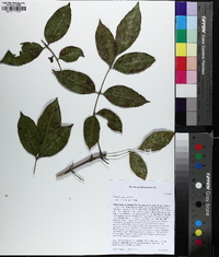 Fraxinus caroliniana image