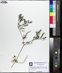 Fumaria officinalis image