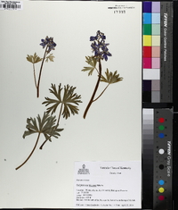 Delphinium tricorne image