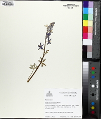 Delphinium tricorne image