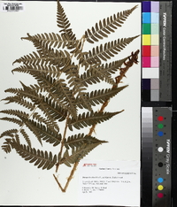 Dryopteris celsa image