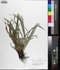 Carex laxiculmis image