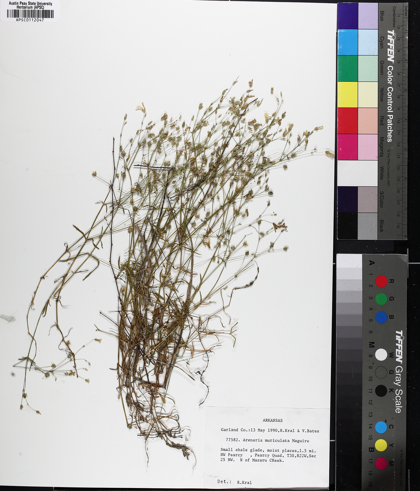 Mononeuria muscorum image