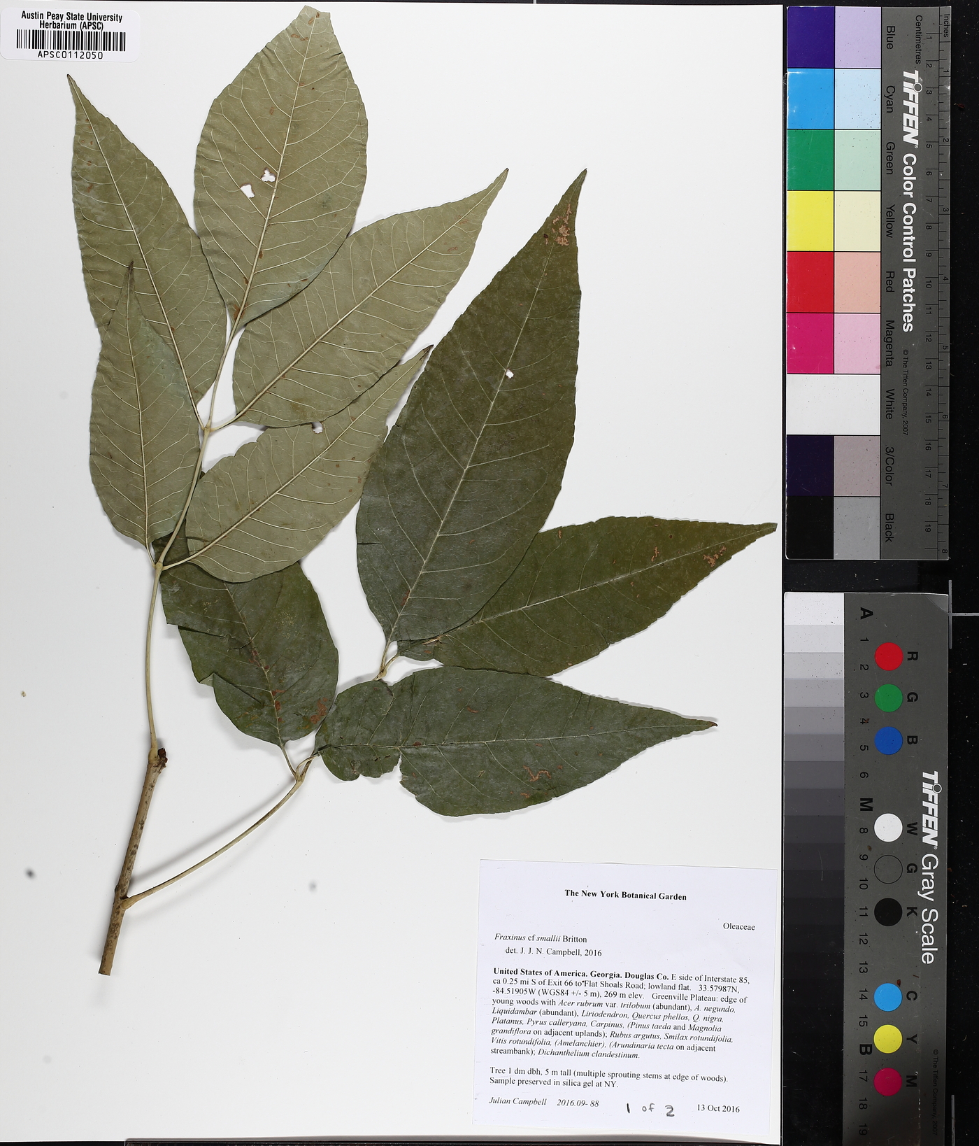 Fraxinus biltmoreana image