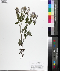 Phacelia bipinnatifida image