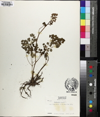 Thalictrum dioicum image