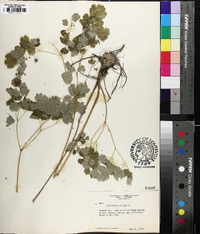 Thalictrum dioicum image