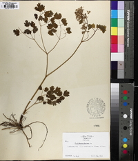 Thalictrum dioicum image