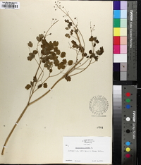 Thalictrum dioicum image