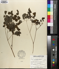 Thalictrum dioicum image