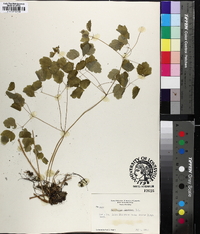 Thalictrum clavatum image