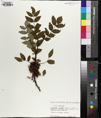 Zanthoxylum americanum image